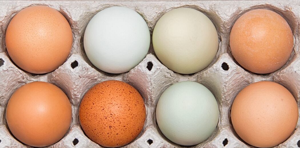 Jajka – jako źródło pełnowartościowego białka i innych minerałów
